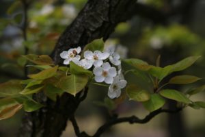 2月から3月は梅の見頃！梅の花言葉や風水的な意味を紹介