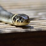 夢占い－蛇の夢は何を意味するのか？