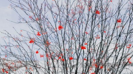 3月は梅の見頃！梅の花言葉や風水的な意味を紹介