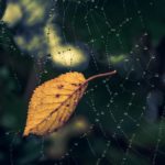 夢占い－蜘蛛（クモ）の夢は何を意味するのか？