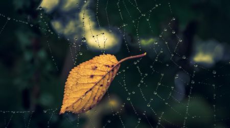 夢占い－蜘蛛（クモ）の夢は何を意味するのか？