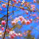 お花見の由来、桜の花言葉って？