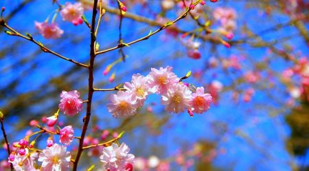お花見の由来、桜の花言葉って？