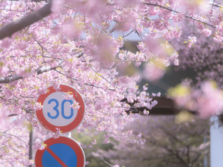 「桜にまつわる」の夢の意味6選