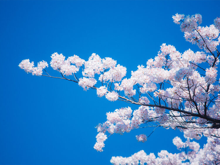 桜にまつわる夢まとめ