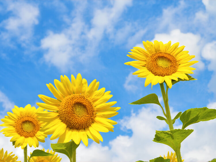 「夏」にまつわる夢占いの意味って？