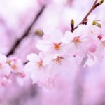 驚異のパワー！伊勢神宮を訪れてみませんか？