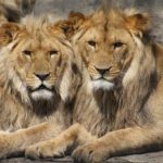 動物占いは日本発？動物占い