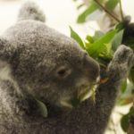 【動物占い】コアラの性格や恋愛を解説