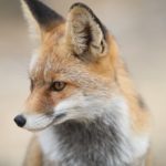 狐憑きの正体とは？あなたは知っていますか？