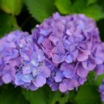 梅雨を快適に過ごしたい？不快な症状を解消しましょう！