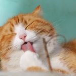 猫気質な男性の特徴・魅力・攻略はコレ！