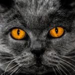 催眠療法のもつ奥深い世界とは？