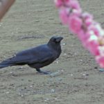 夢占い－カラスの夢は何を意味するのか？