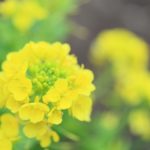 【2021年3月20日】スピ的！開運を招く春分の日を過ごそう【宇宙元旦】