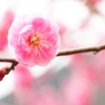 ソロ花見で神様とのご縁をつなぐ外時間を