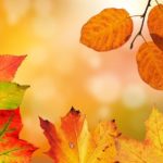 秋にちなんだお花や果物から運気が上がるおまじないとは？