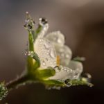 驚異の自然療法・フラワーレメディをご存知でしょうか？