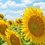 土用の丑の日は運気アップの大チャンス！夏ならではの金運アップのおまじない