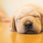 夢占い－眠る夢は何を意味するのか？
