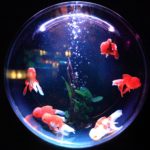 暑い夏は家にアクアリウムを置いてはいかが？金運アップする水槽を置く方位・魚の種類