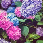 紫陽花の浄化パワーで憂鬱な梅雨を乗り切ろう！6月におすすめのおまじない