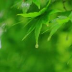 暦に沿う暮らし⑥穀雨