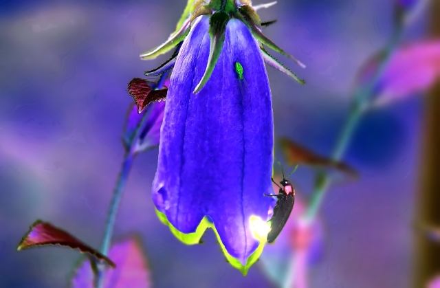 暦に沿う暮らし⑨芒種