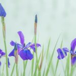 暦に沿う暮らし⑩夏至