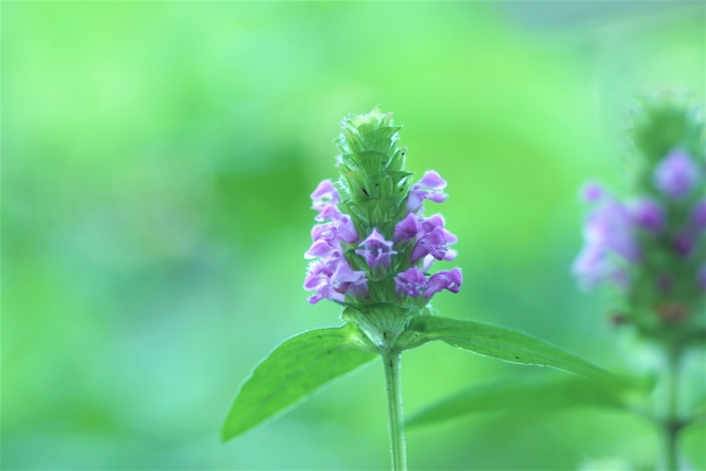 暦に沿う暮らし⑩夏至