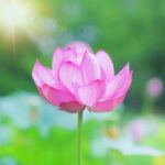 暦に沿う暮らし⑪小暑