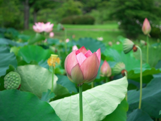 暦に沿う暮らし⑪小暑