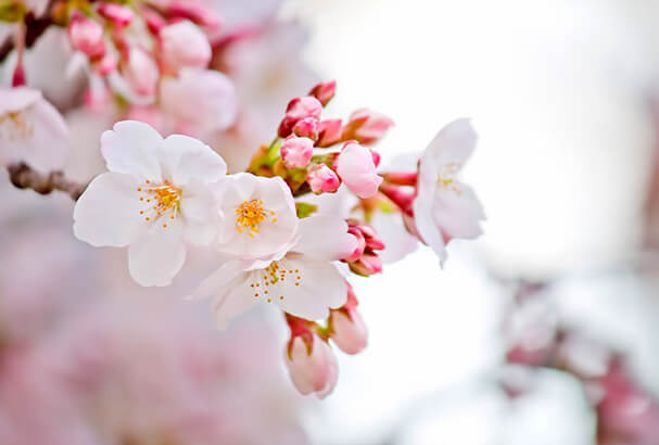 桜にまつわる夢を見る意味は？桜が散る・咲くなど夢の心理を紹介