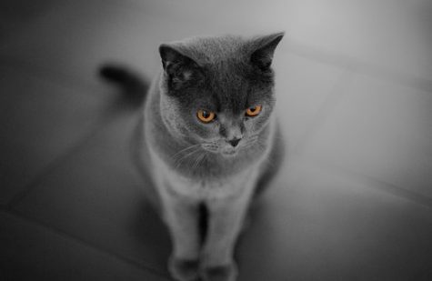 猫が見ているスピリチュアルな世界について