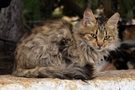 猫が見ているスピリチュアルな世界について