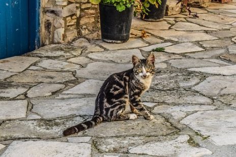 猫が見ているスピリチュアルな世界について