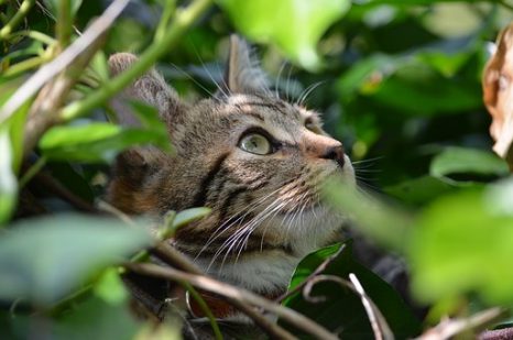 猫が見ているスピリチュアルな世界について