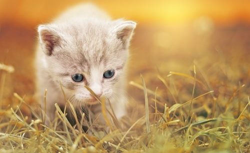 猫が見ているスピリチュアルな世界について