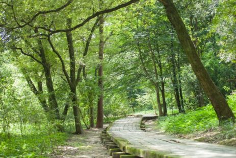 夢占い－公園の夢は何を意味するのか？