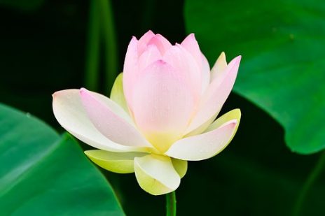 驚異のパワー！伊勢神宮を訪れてみませんか？