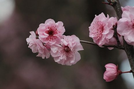 縁結びなら出雲大社へ！詳しいご利益ガイド
