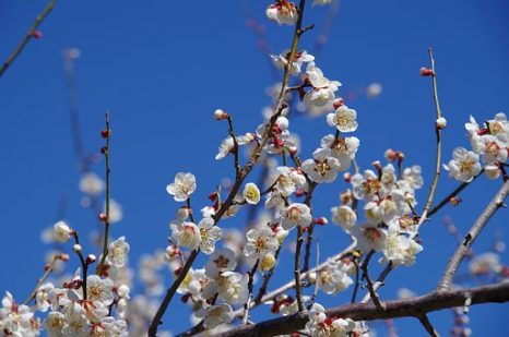 縁結びなら出雲大社へ！詳しいご利益ガイド