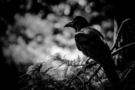 夢占い－カラスの夢は何を意味するのか？