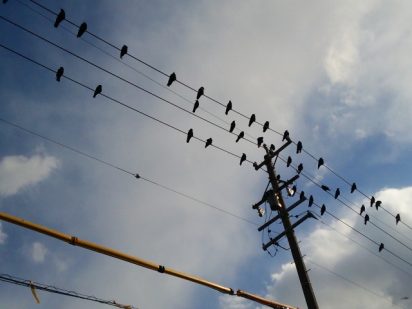 夢占い－カラスの夢は何を意味するのか？