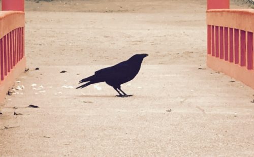 夢占い－カラスの夢は何を意味するのか？