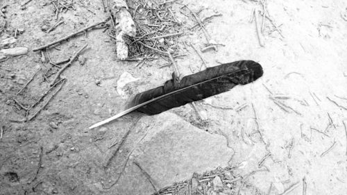 夢占い－カラスの夢は何を意味するのか？