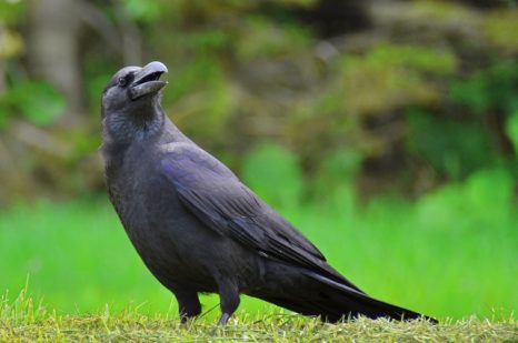 夢占い－カラスの夢は何を意味するのか？