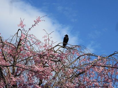 夢占い－カラスの夢は何を意味するのか？