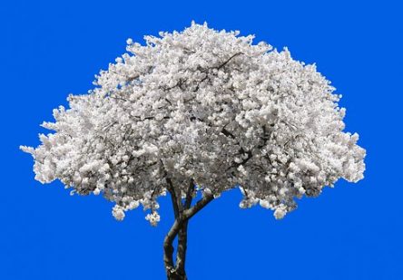 ご先祖さまへの感謝・ご供養の作法について