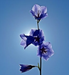 驚異の自然療法・フラワーレメディをご存知でしょうか？